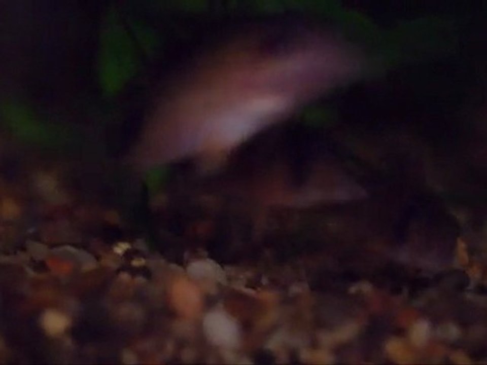 danse corydoras panda