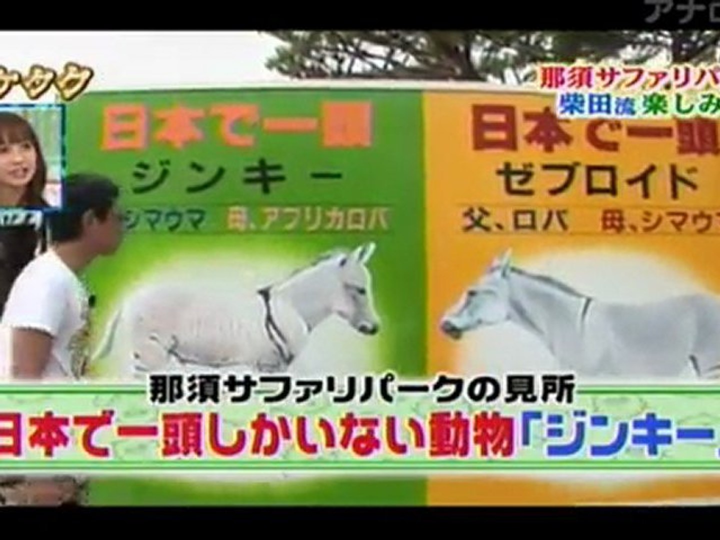 アンタッチャブル 柴田 イケタク 2 動画 Dailymotion