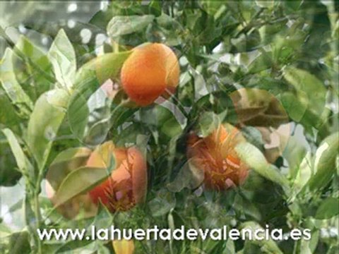 La “roja” de las naranjas de Valencia: La sanguinelli.