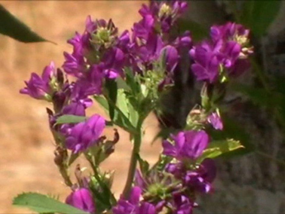 Ali Rıza KARATAŞ. (Gülki Güller Açsın)