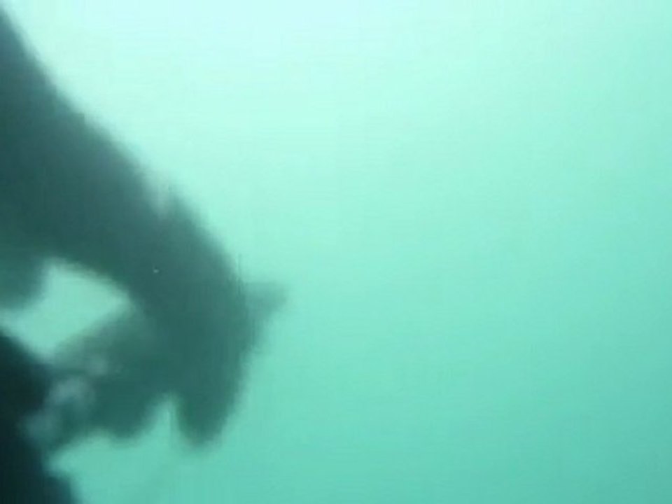 Loup - Chasse sous-marine - APN Panasonic Lumix TZ7