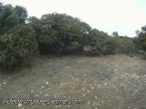 Sangliers en promenade - Caméra embarquée GoPro HD