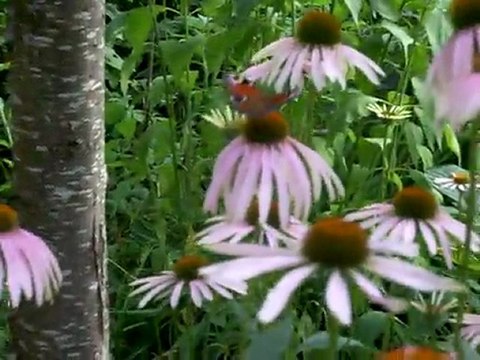 Punahattuja ja neitoperhosia 7.8.2011 Puutarhapalvelua Olavi Lehto