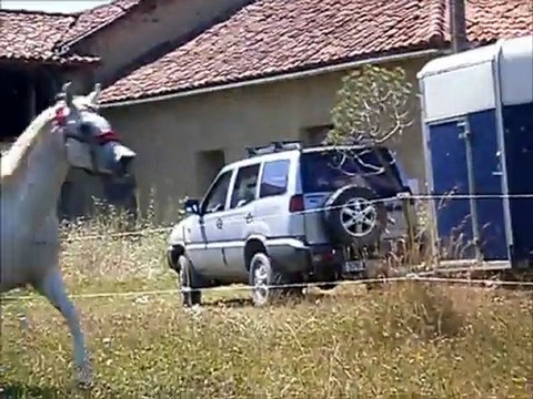 Arrivée Douchka + Poulains