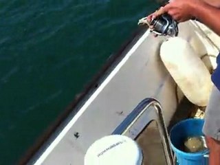 Pertuis d'Antioche / pêche aux maigres !