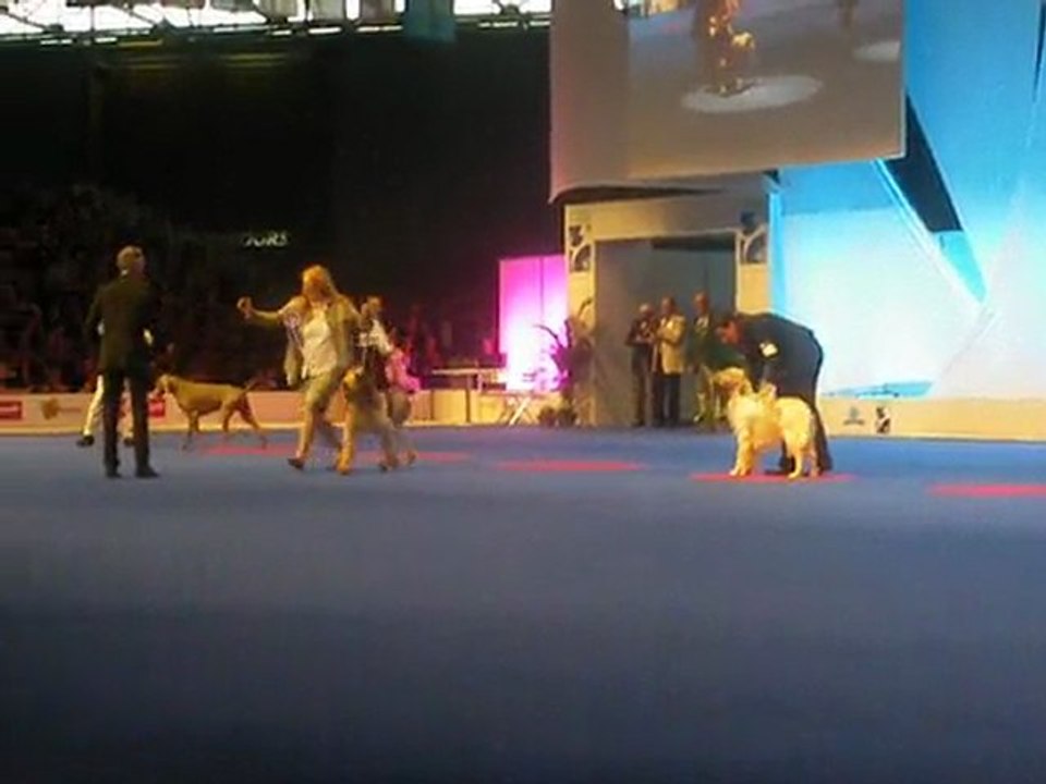 Le suspen Mondiale 2011