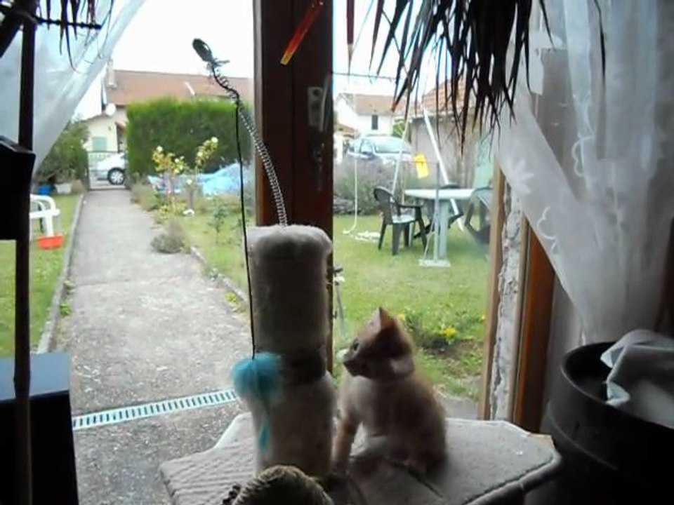 Léo à Giraumont 23 JUILLET 2011 M&F s .