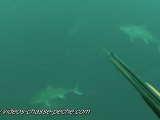 Sériole - Chasse sous marine - Caméra embarquée GoPro HD