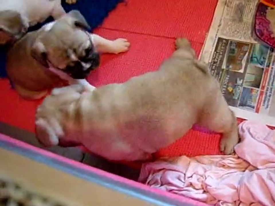 1ère patée des chiots de "l'Heritage de Medusa"