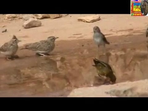 LA FAUNE DE NIHIT LES OISEAUX