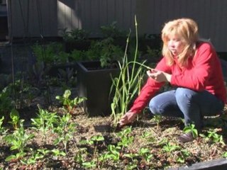August 7/11  Senga's Vlog Why Do Leeks Flower/Bolt?