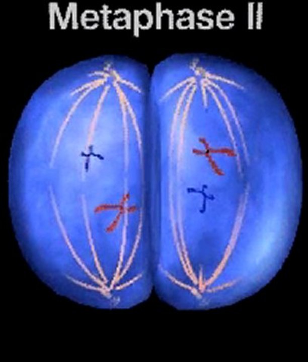 Meiosis Interphase