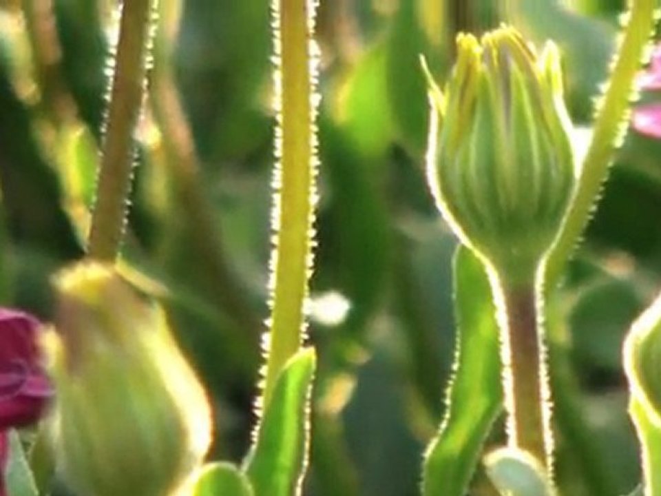 The Spring - recorded by camcorder H300