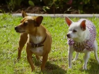Le Chihuahua de Beverly Hills 2   ( bande annonce VF )