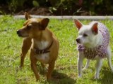 Le Chihuahua de Beverly Hills 2   ( bande annonce VF )