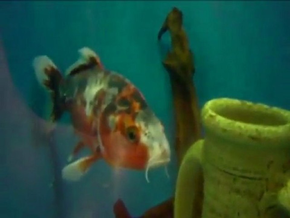 demon fish