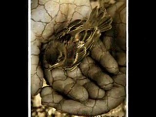 Zülfü Livaneli - Kırlangıç