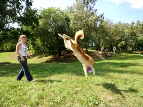 Russian Dog Frisbee championships