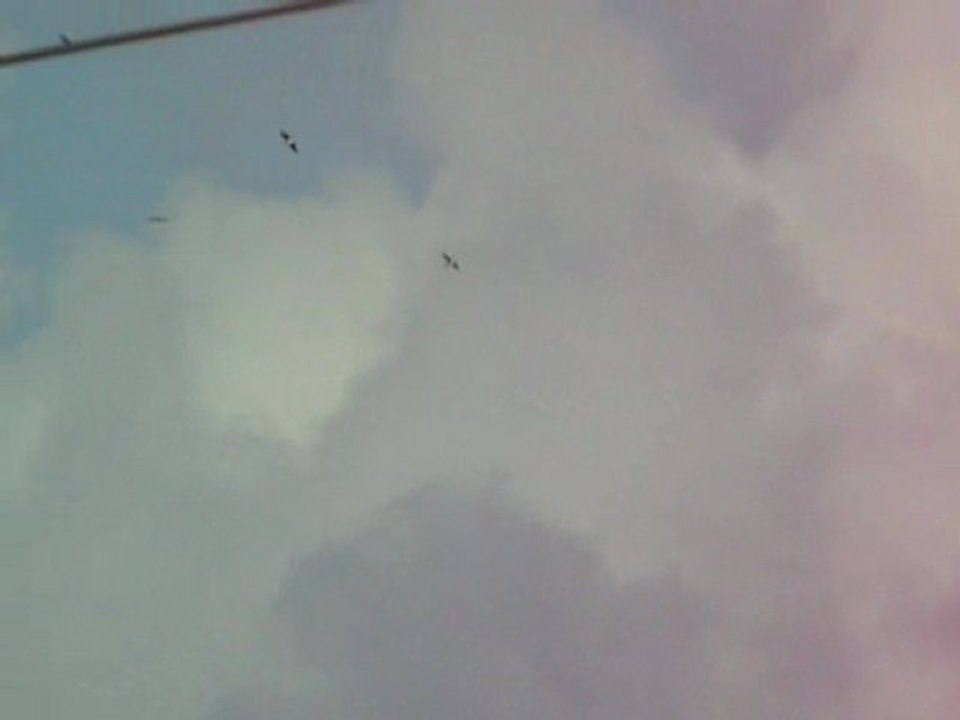 Cigognes noires 7 août 2011