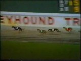 1989 World Classic greyhound racing in florida