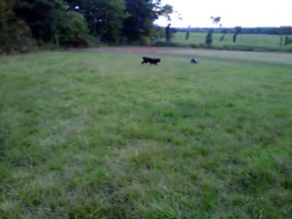 Golden Destiny ou Falco : lequel ira le plus vite ?