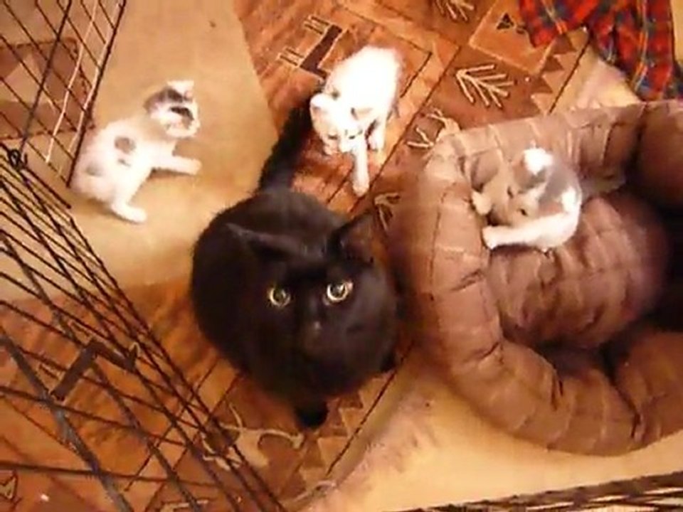 Jojo et les chatons