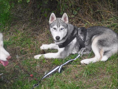 husky siberien: randonné de 3h