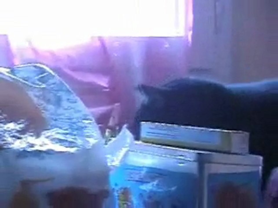 Les chatons s'amusent