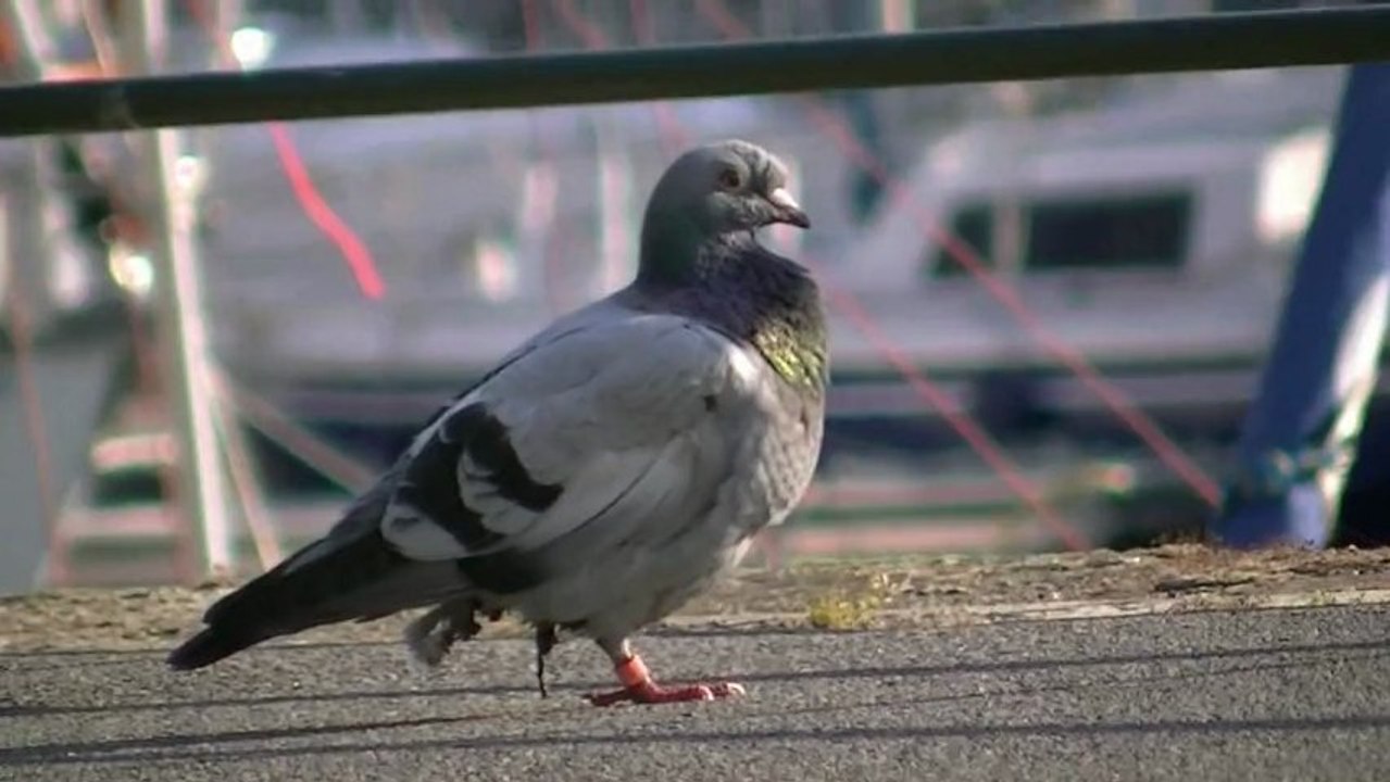 la mouette le crabe et le pigeon unijambiste