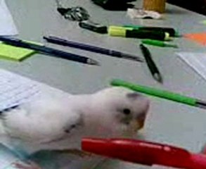 Muhabbet kuşu şaşkın,sen napıyosuncicikuş....