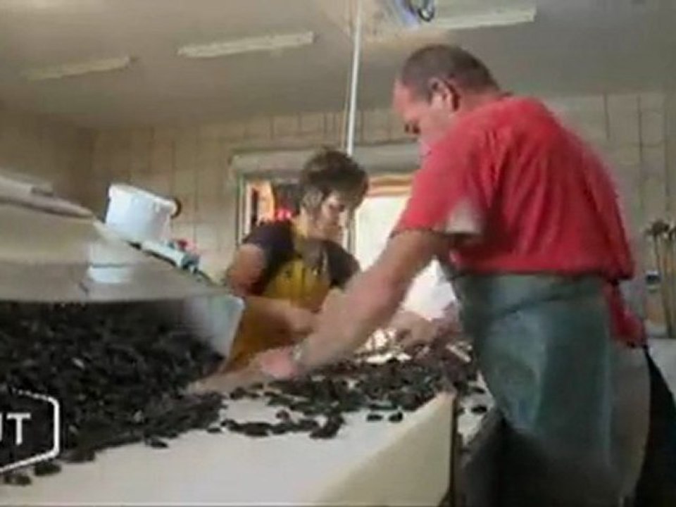 Les moules sont trop petites (Aiguillon-sur-Mer)