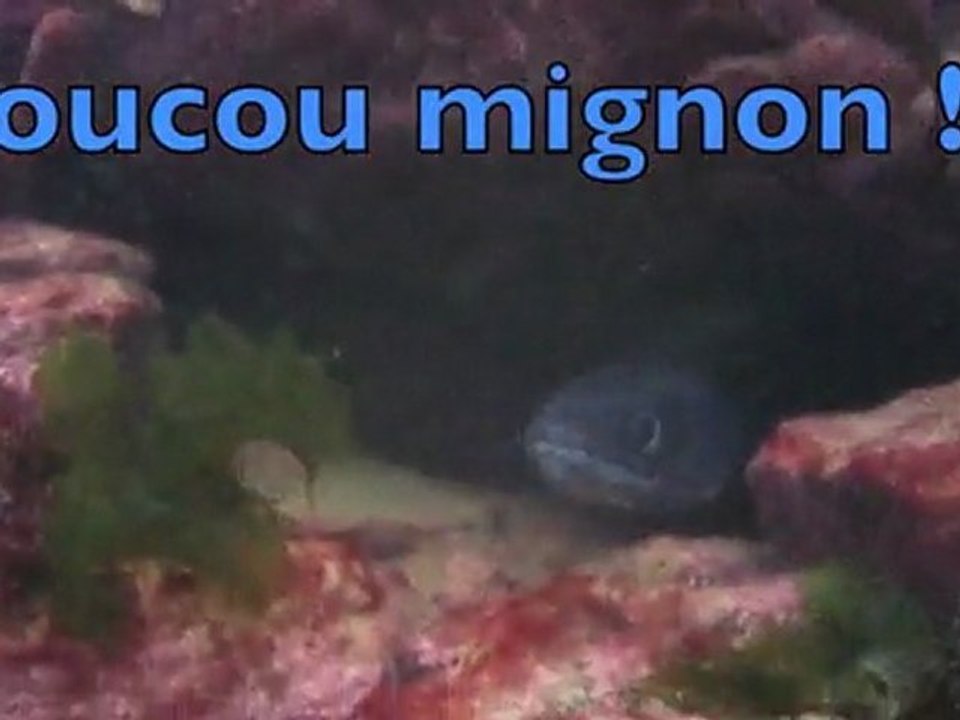 chasse sous marine lorient bretagne bar denoal