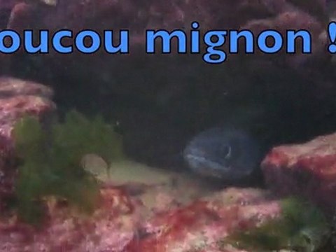 chasse sous marine lorient bretagne bar denoal