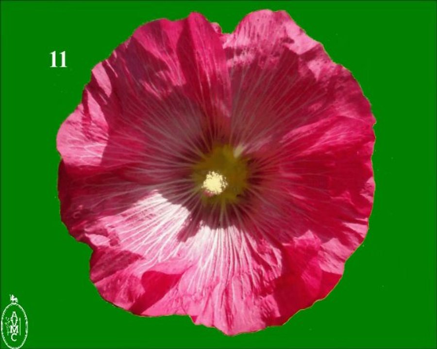 Full Frontal Floral Quiz - AVMC