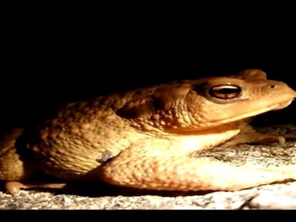 La Nature c'est encore gratuit ! Profitez - Bretons Superstar