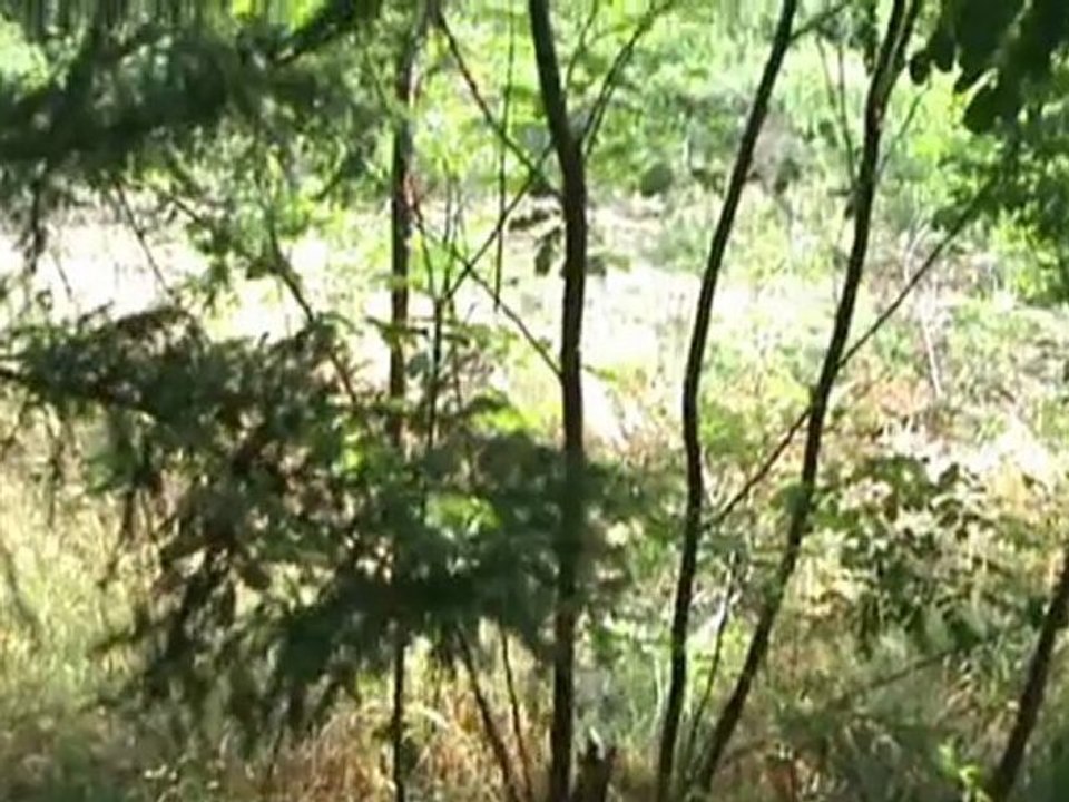 Banjica 2011 Rgoska banja  Knjazevac Eko patrola