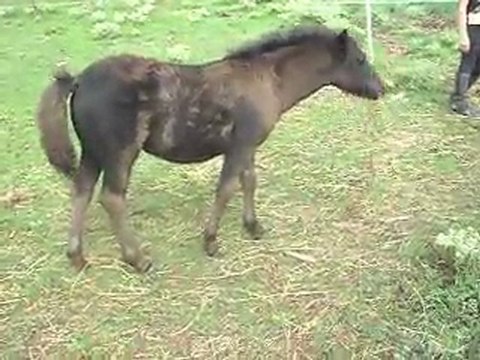Pouliche Shetland X Mérens 04/08/2011. 2 mois 11 jours.SDC11373