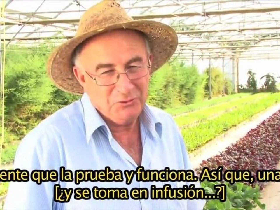Tormentilla Erecta CASTELLANO