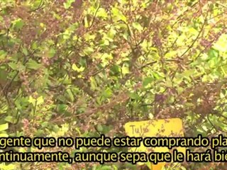 Tulsi Ocimum Sanctum CASTELLANO