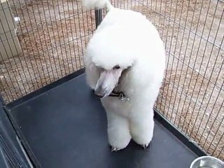 FOIRE CANINE AOUT 2011