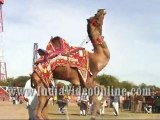 Camel dance01, Camel festival