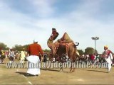 Camel dance02, Camel festival