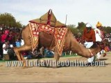 Camel dance03, Camel festival