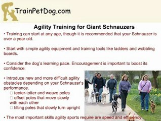 Giant Schnauzer Training: Agility and Carting