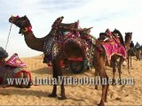 Decorated camel, Camel festival