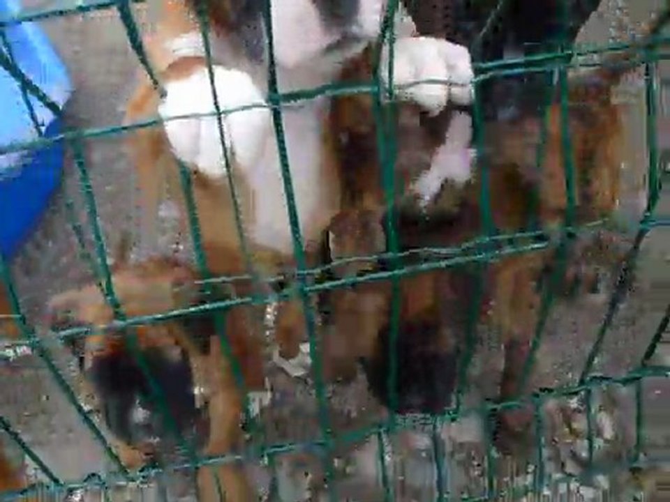 Chiots à 9 semaines