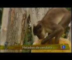 TVE 1 - Bioparc refresca a sus inquilinos con una dieta fresca