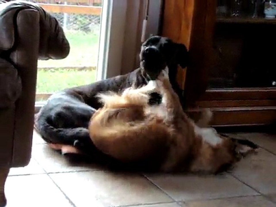 Jeu canin