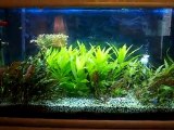 Mon aquarium 200 litres