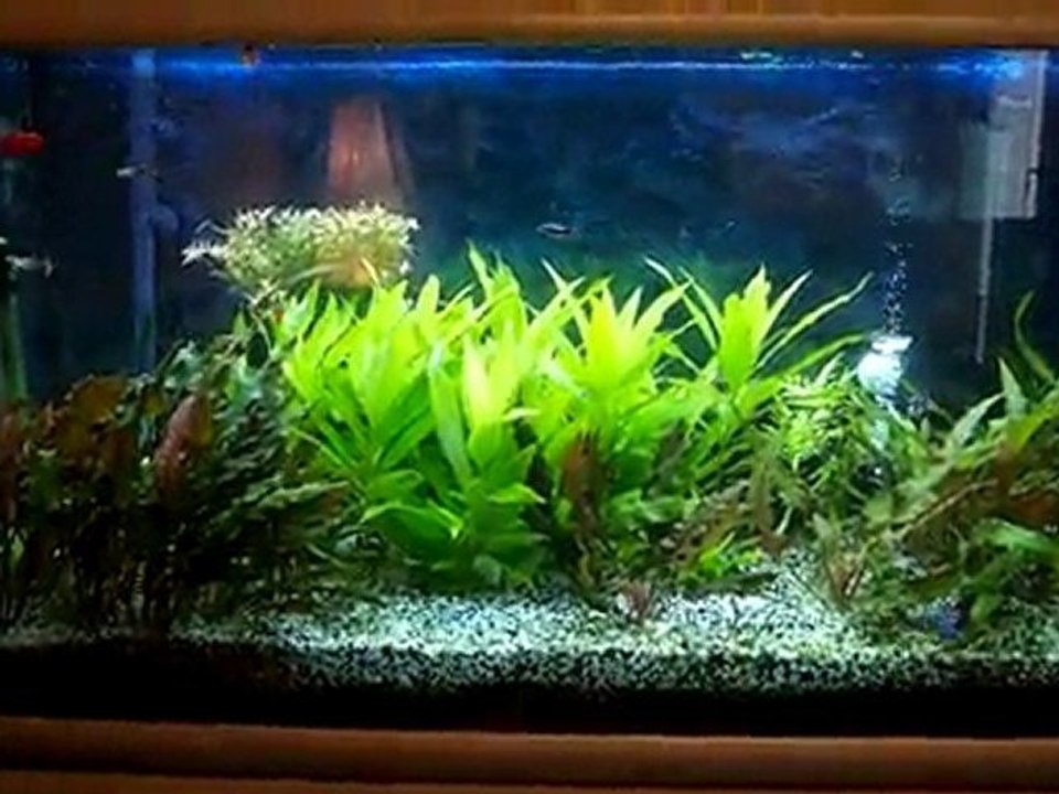Mon aquarium 200 litres